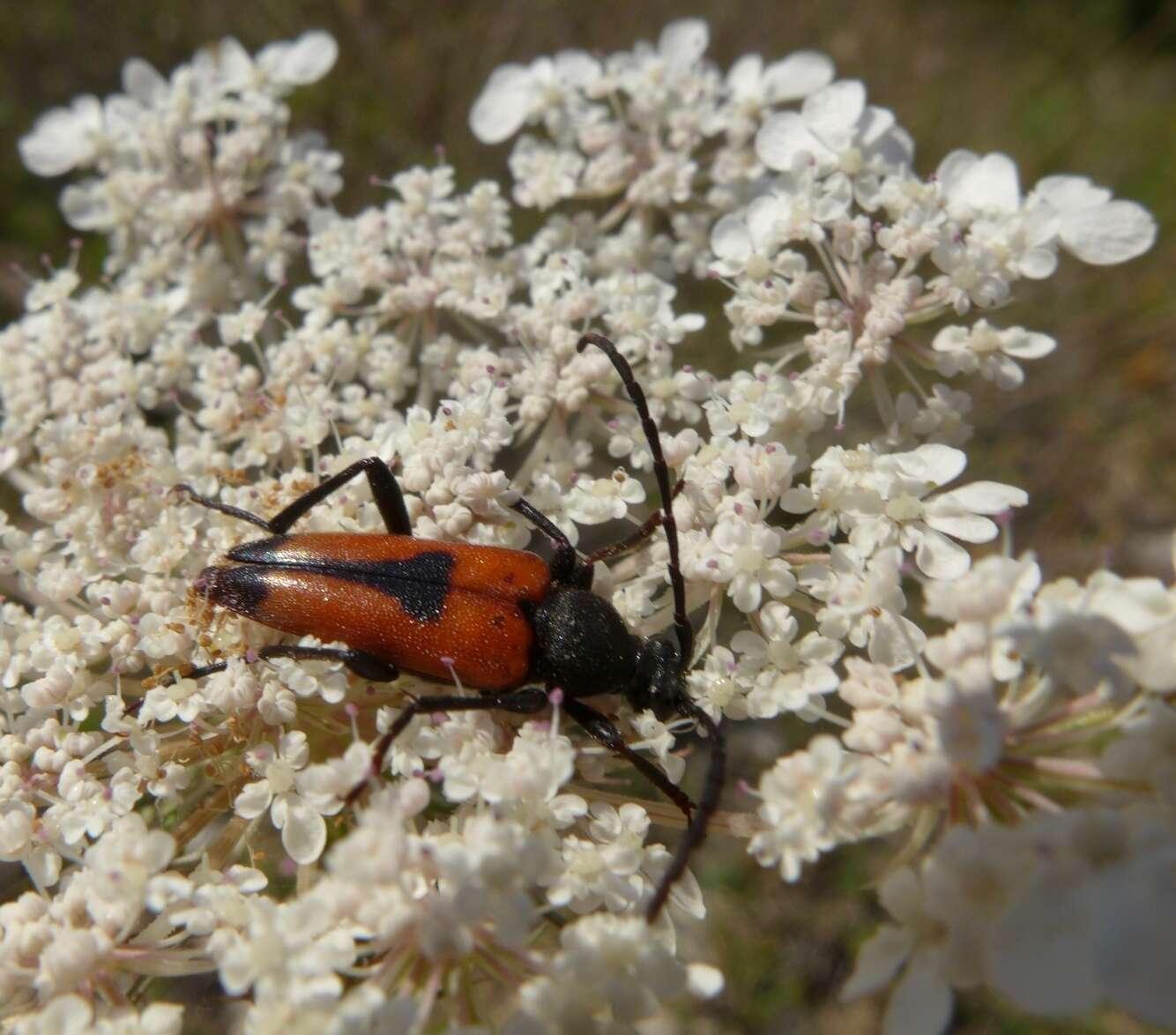 Image of heart longhorn beetle