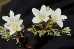 Imagem de Geranium ruizii Hieron.