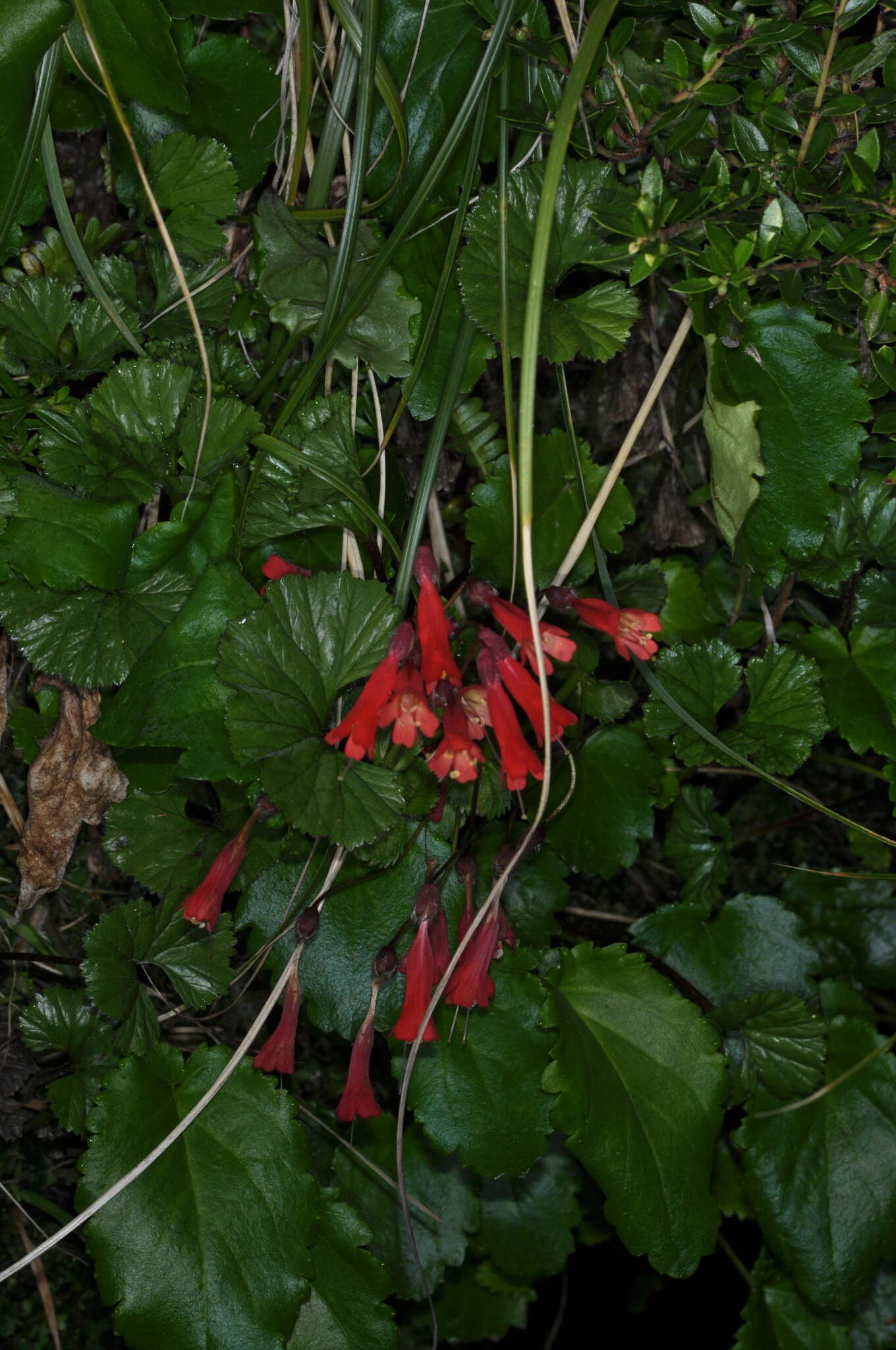 Image de Ourisia ruellioides (L. fil.) Kuntze