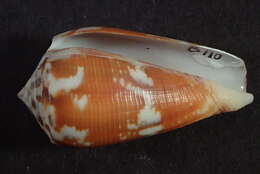 Image of Conus magus Linnaeus 1758