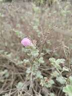 Image of Sphaeralcea obtusiloba (Hook.) G. Don