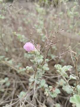 Слика од Sphaeralcea obtusiloba (Hook.) G. Don