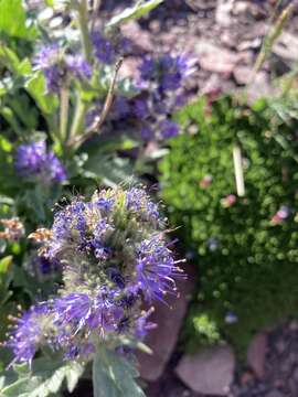 Image of alpine phacelia