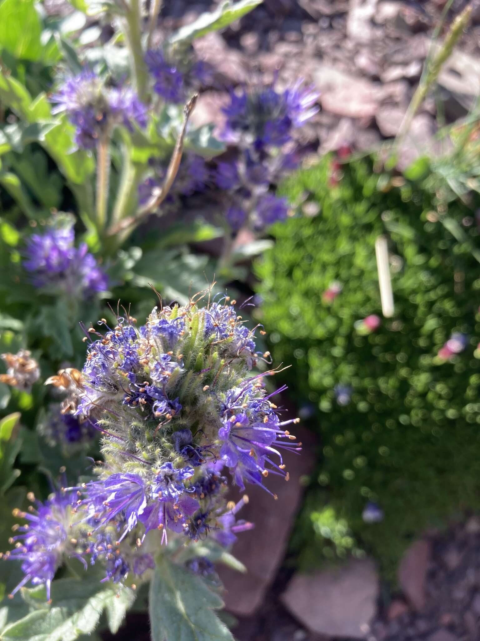 Image de Phacelia lyallii (A. Gray) Rydb.