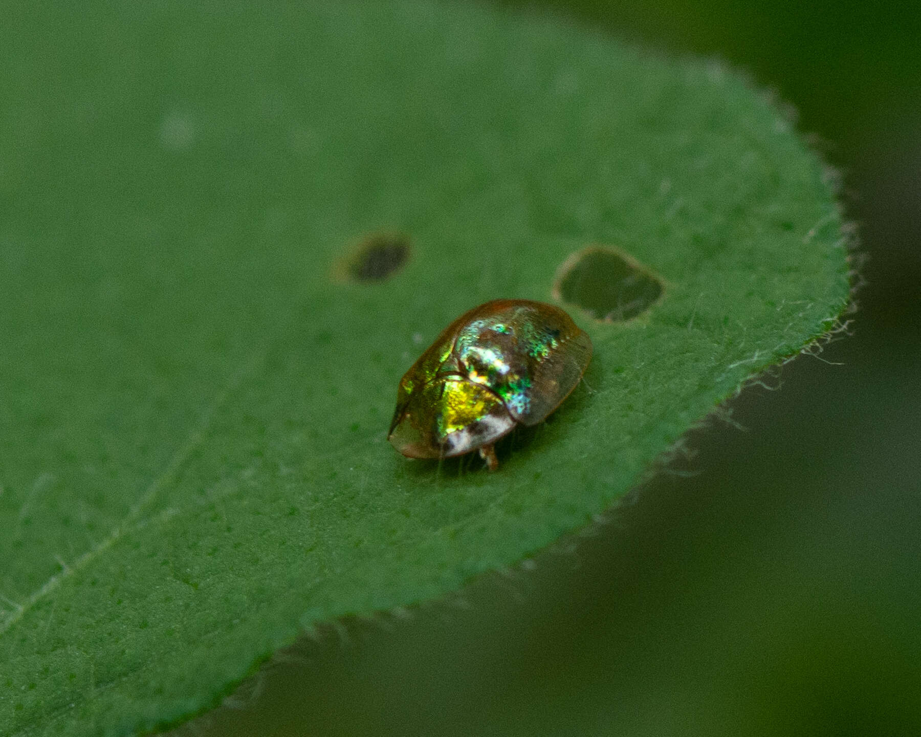 Слика од Charidotella (Charidotella) succinea (Boheman 1855)