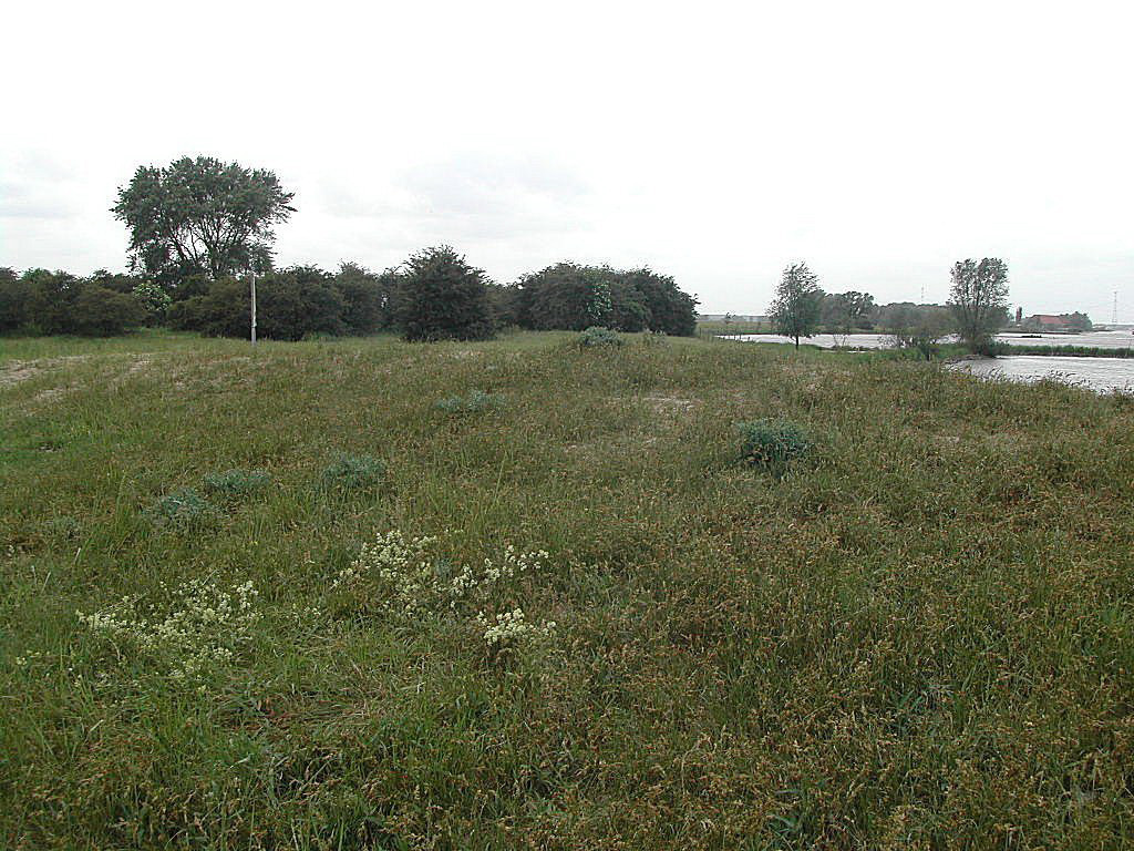 Carex arenaria (rights holder: Bas Kers (NL))