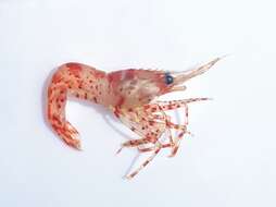 Image of roughpatch shrimp