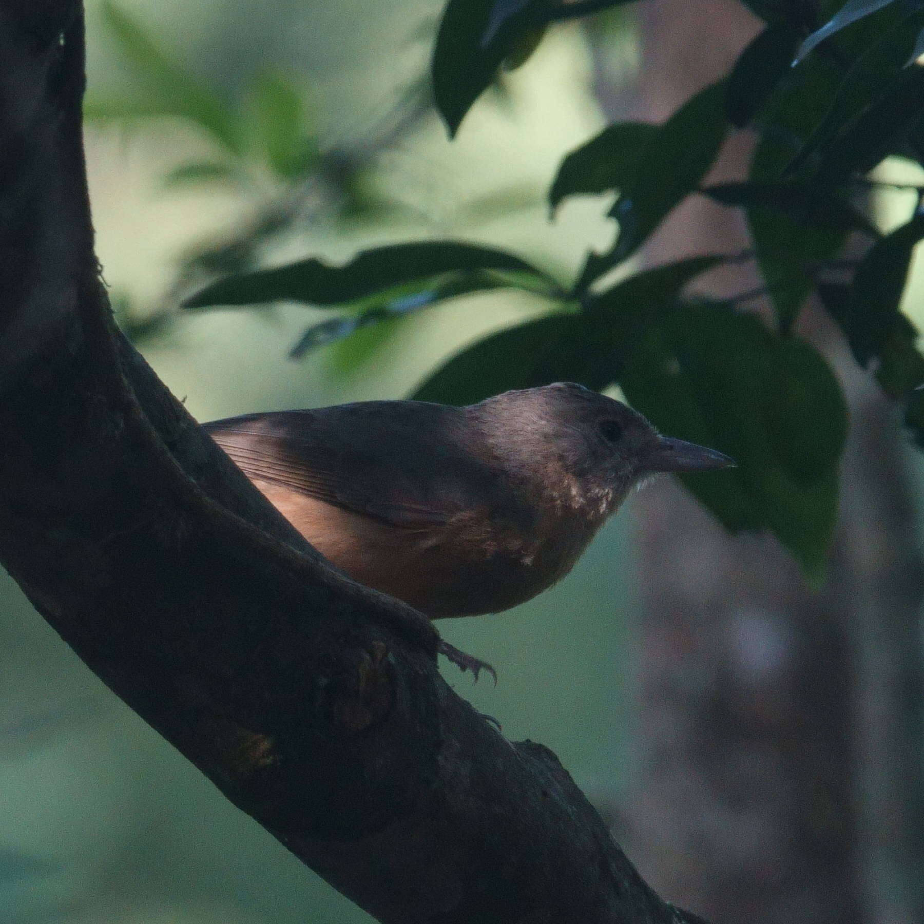 Image of Rufous Shrikethrush