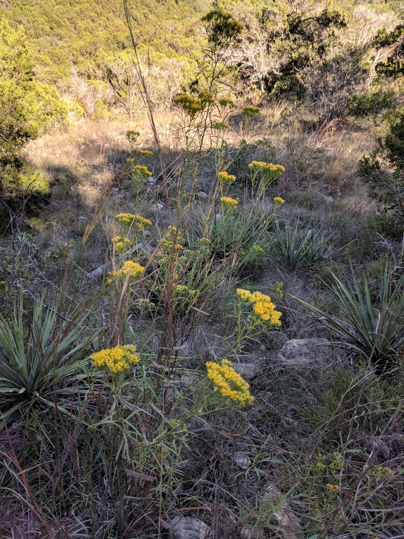 Imagem de Gymnosperma