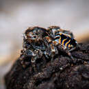 Image of Maratus spicatus Otto & Hill 2012