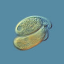 Image of <i>Chilodonella cucullulus</i>
