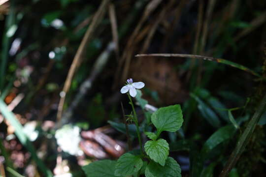 صورة Lobelia hartlaubii Buchenau