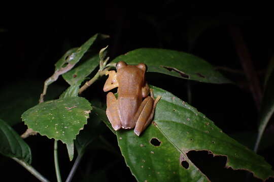 Image of Rhacophorus margaritifer (Schlegel 1837)