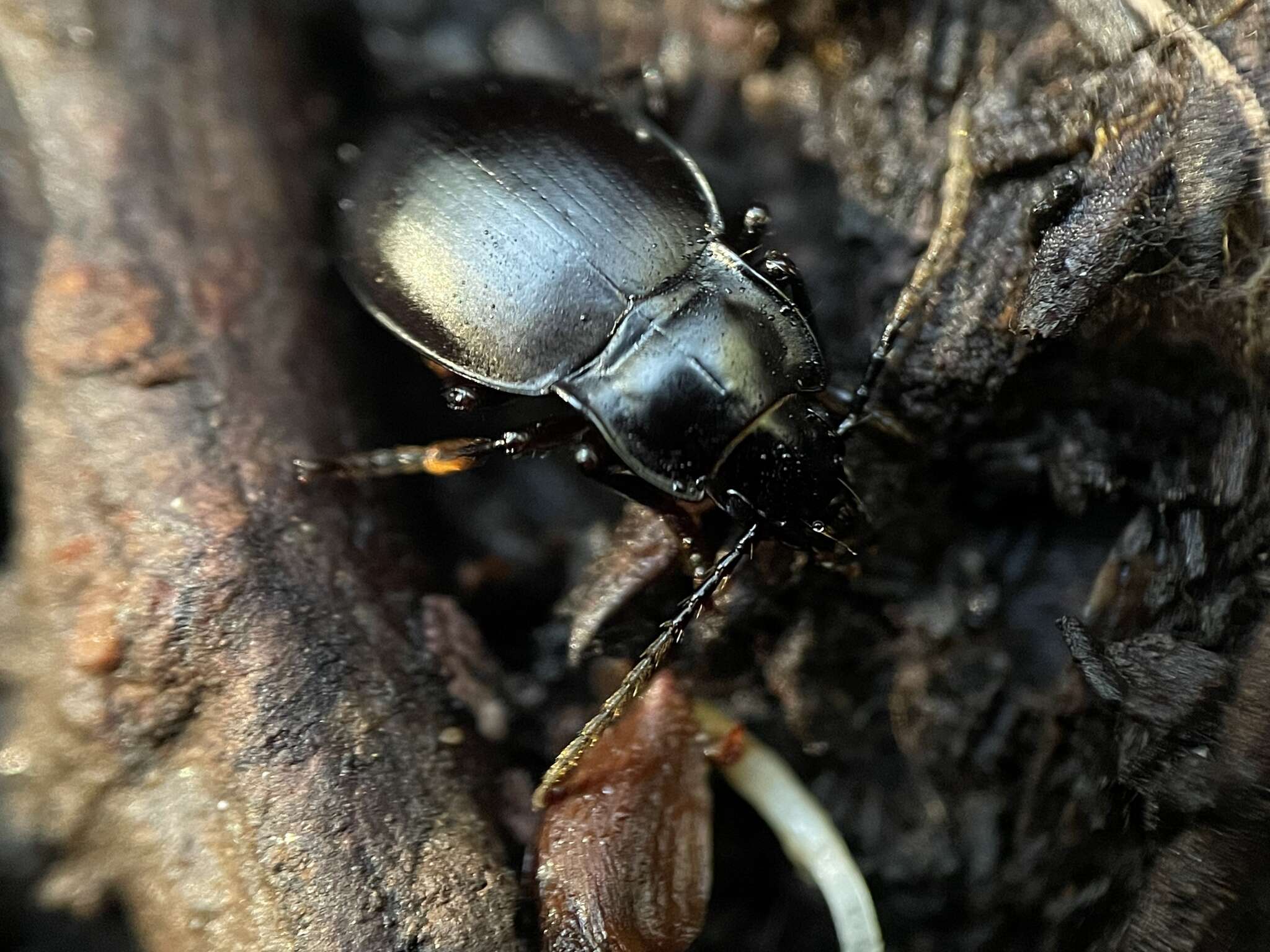 Image of Metrius contractus Eschscholtz 1829