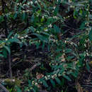 Image of Pimelea axiflora subsp. axiflora