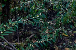 Image of Pimelea axiflora subsp. axiflora