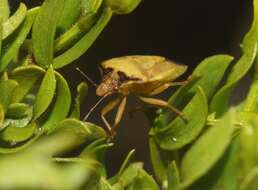 Image of Dendrocoris contaminatus Uhler 1897