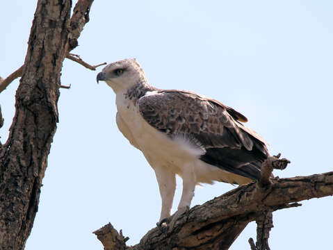 Imagem de Polemaetus Heine 1890