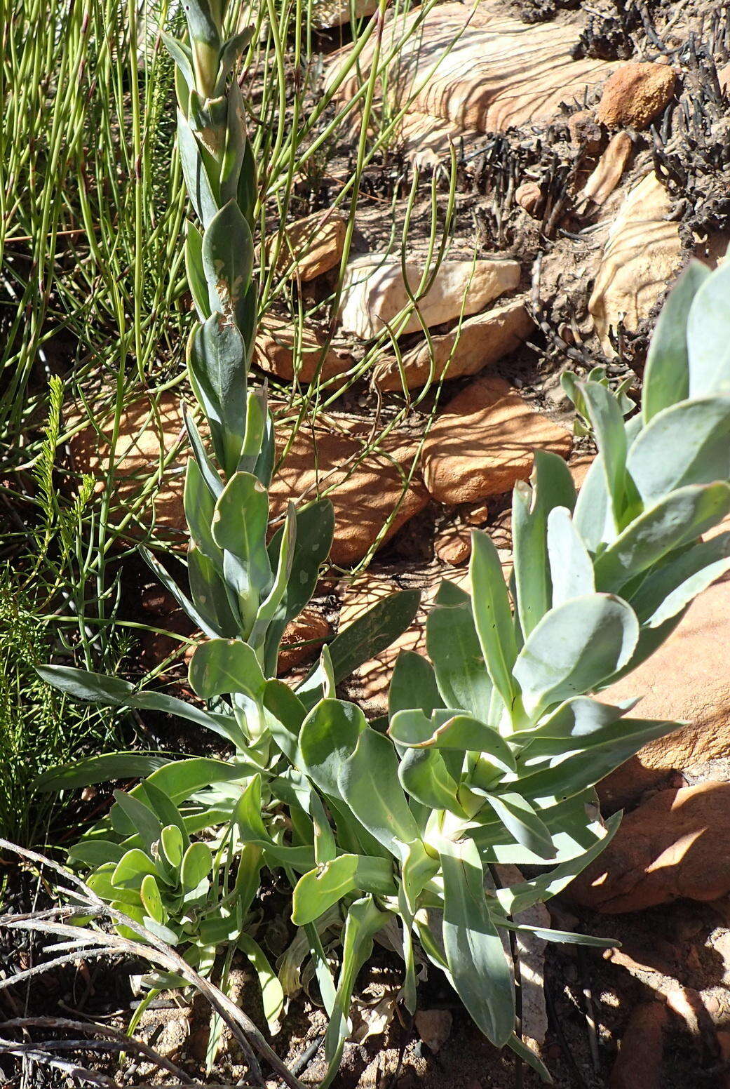 Image of <i>Osteospermum <i>polygaloides</i></i> var. polygaloides