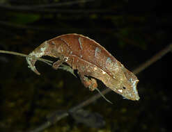 Image of Elongate Leaf Chameleon