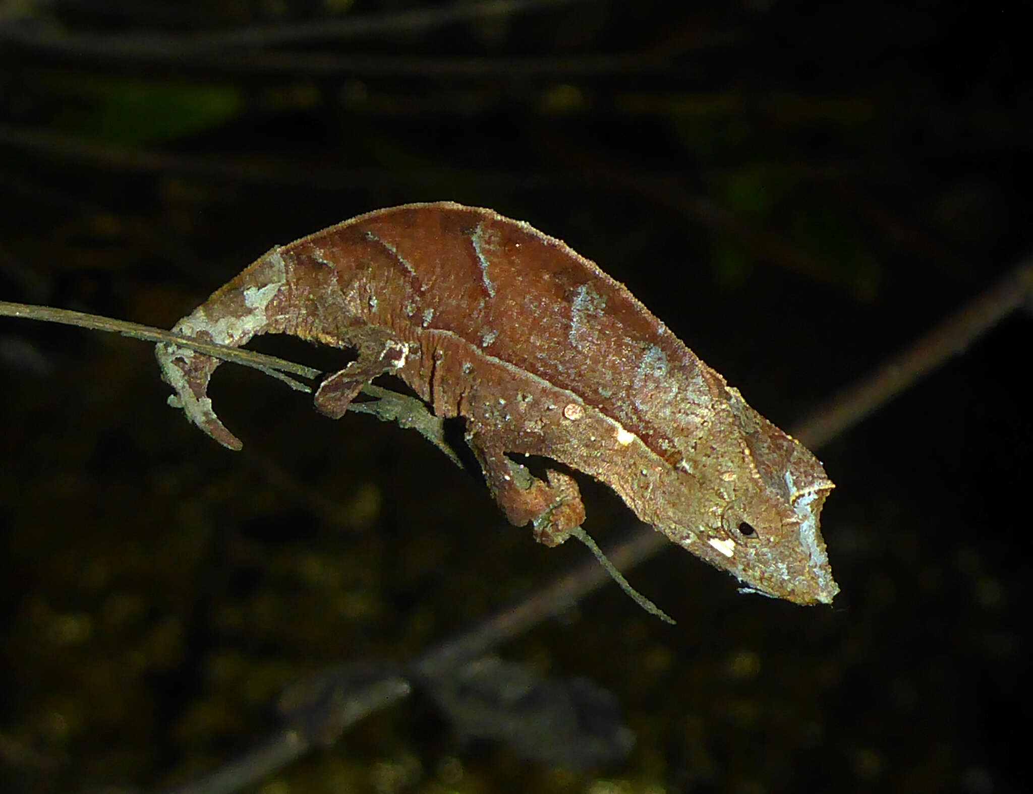 Image of Elongate Leaf Chameleon