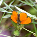 Imagem de <i>Lycaena ottomana</i>