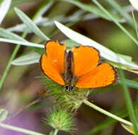 Image of <i>Lycaena ottomana</i>