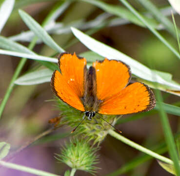 Image of <i>Lycaena ottomana</i>