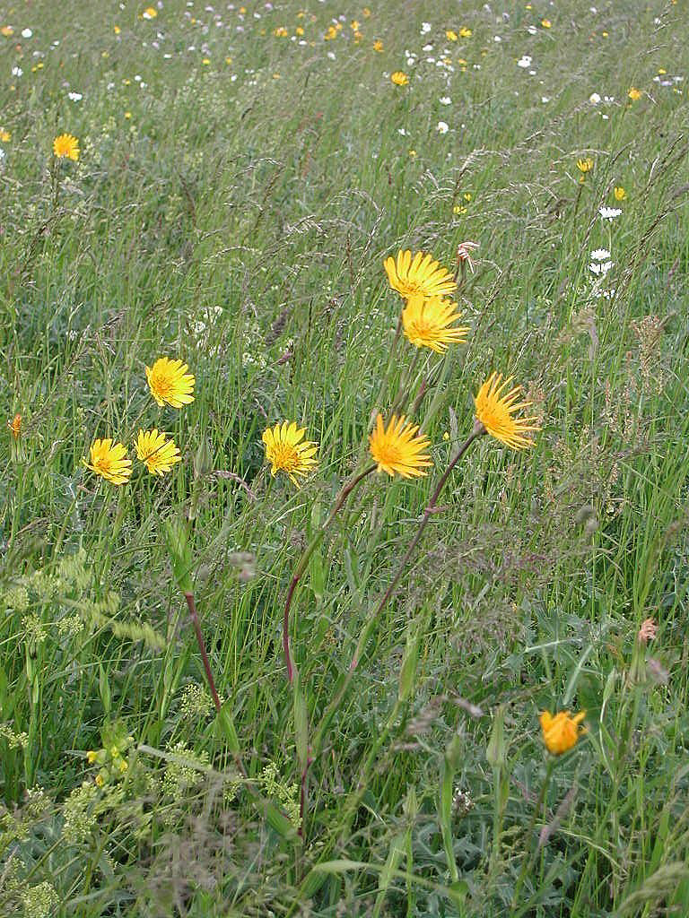 Tragopogon pratensis (rights holder: Bas Kers (NL))