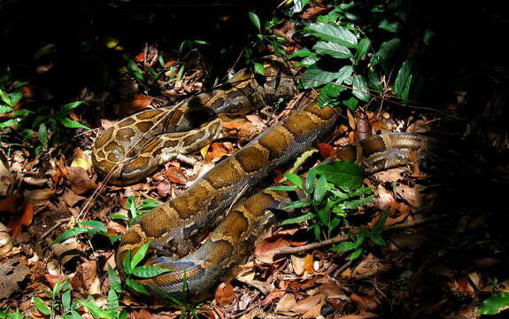 Image of Asiatic rock python