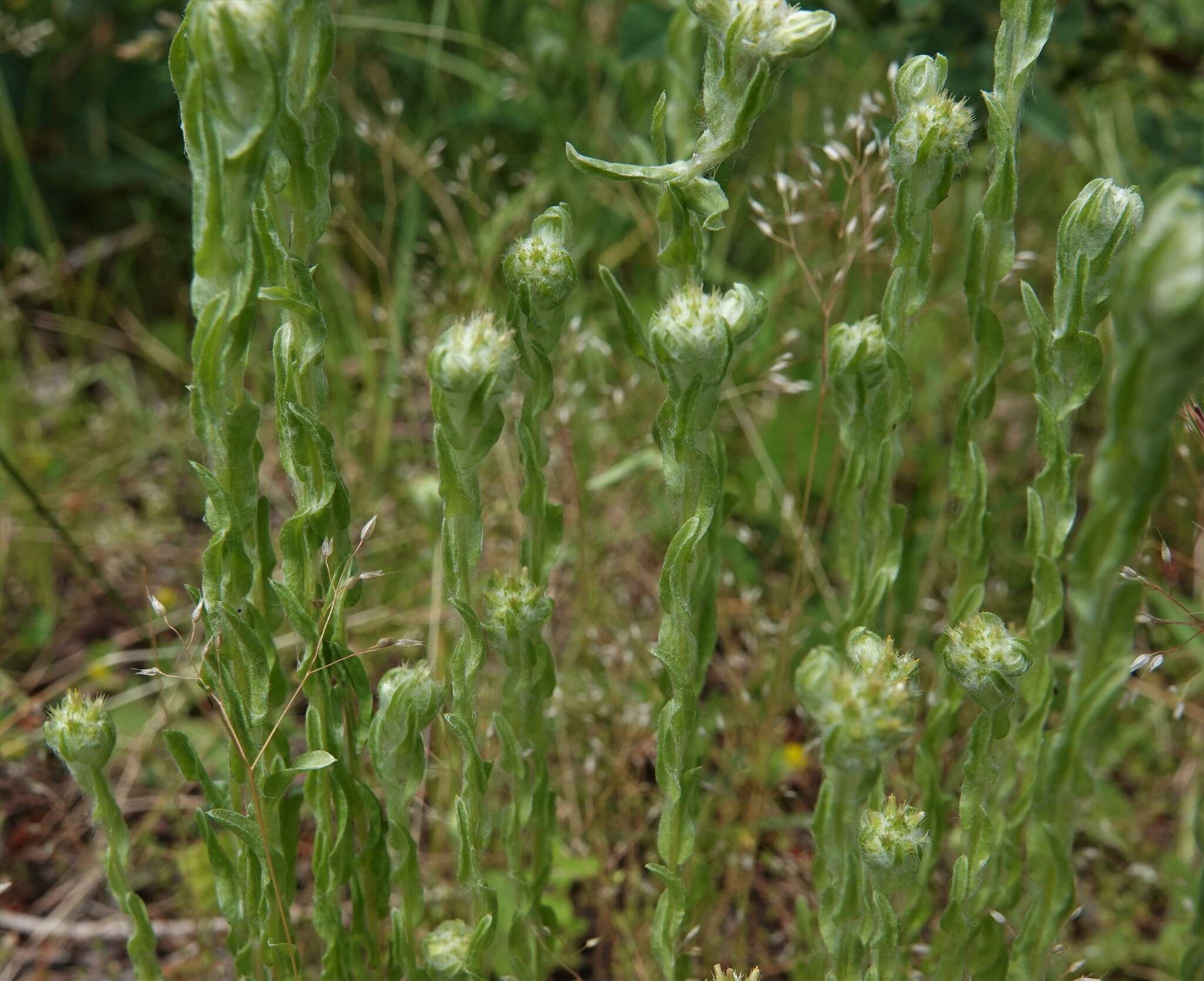 Image of common cottonrose