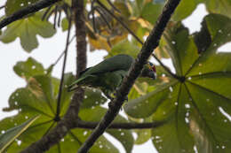 Image of Amazona autumnalis autumnalis (Linnaeus 1758)