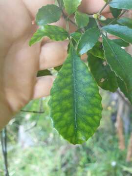 Sivun Pterophylla sylvicola (Sol. ex A. Cunn.) Pillon & H. C. Hopkins kuva