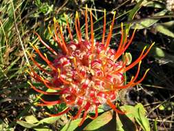 Image of Leucospermum gerrardii Stapf