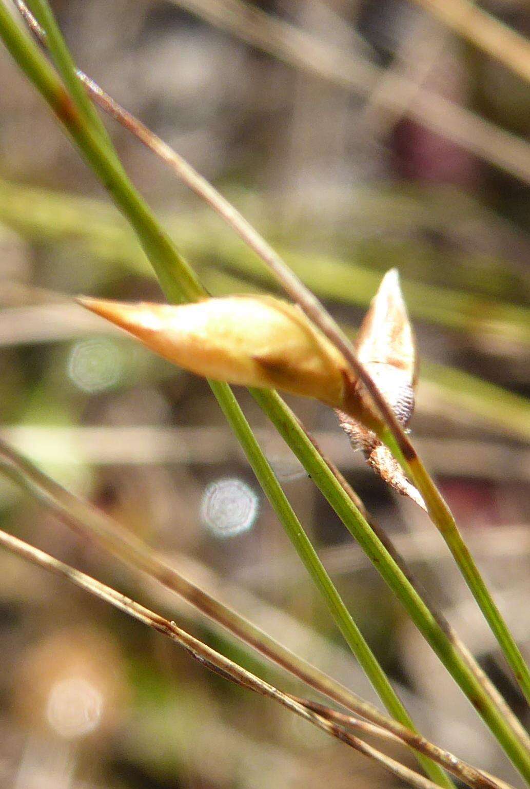 Image de Rhynchospora galeana Naczi, W. M. Knapp & G. Moor