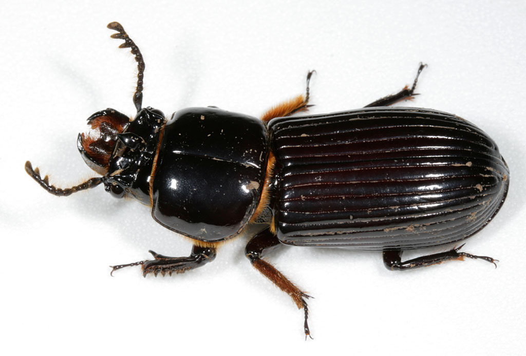 Image of Horned Passalus