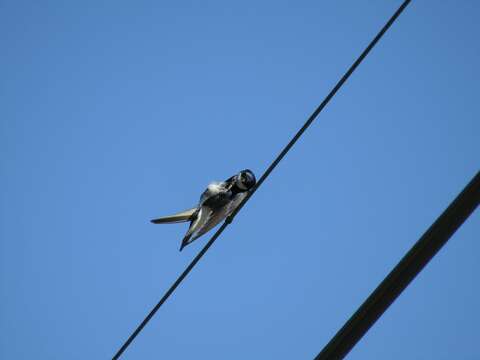 Image of Chilean Swallow