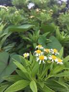 Image of Erigeron lancifolius Hook. fil.