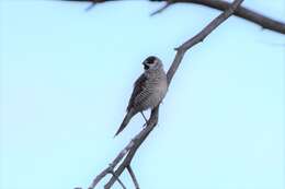 Image of Plum-headed Finch