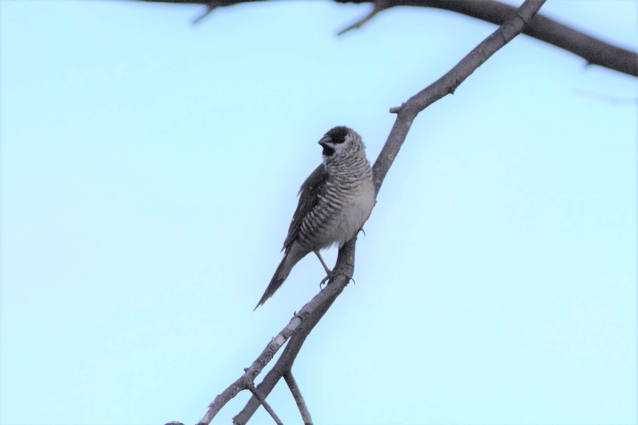 Image of Plum-headed Finch