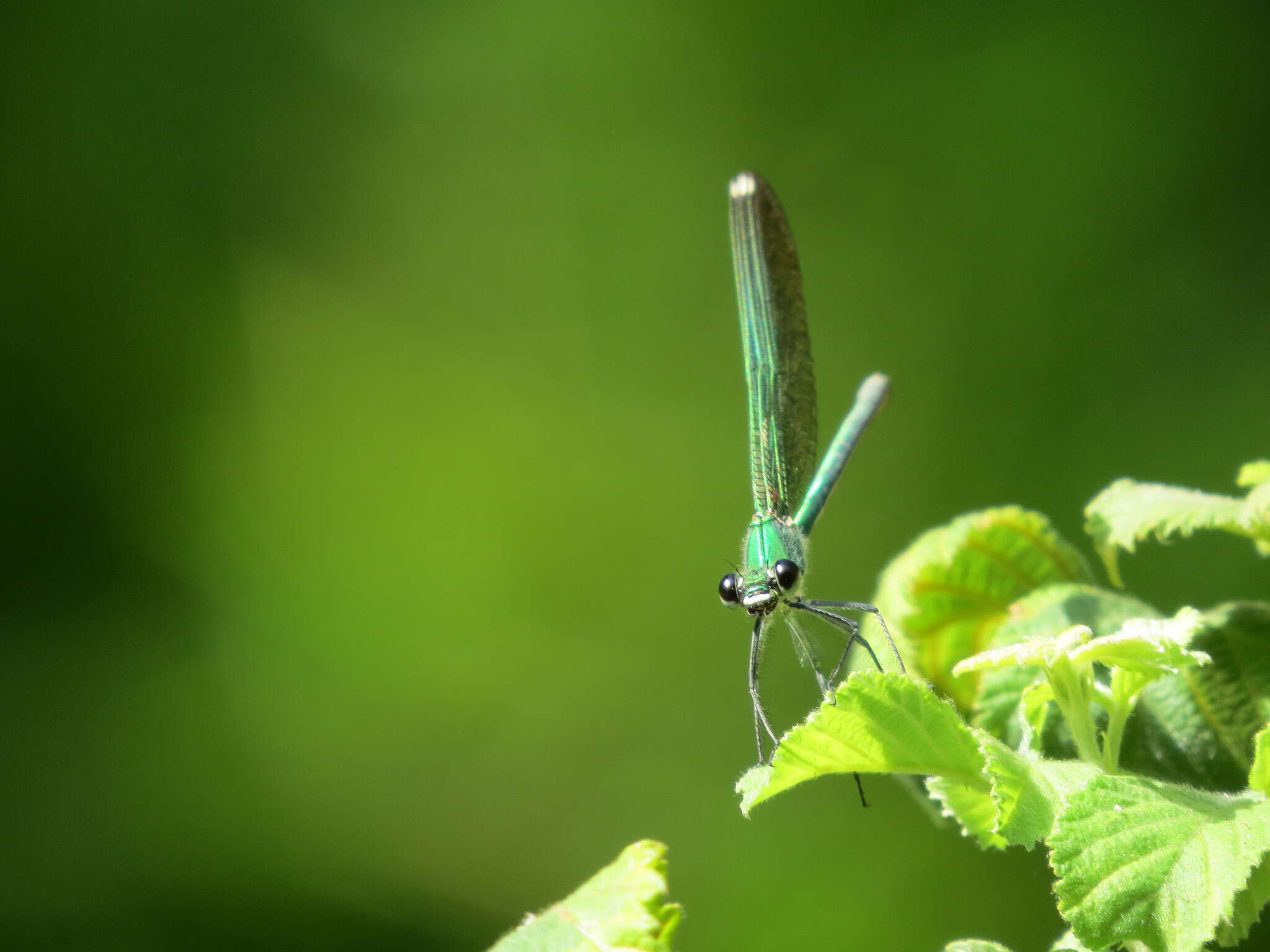 Image of Syrian Demoiselle