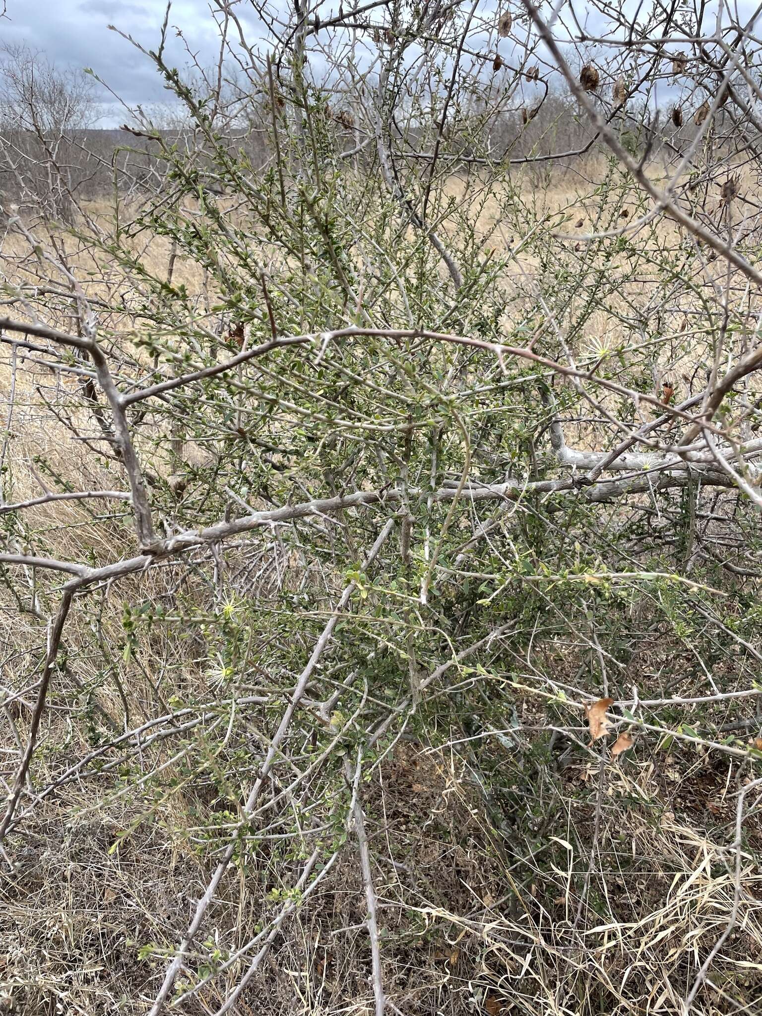 Image of Dwarf bush-cherry