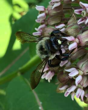 Imagem de Xylocopa virginica virginica (Linnaeus 1771)