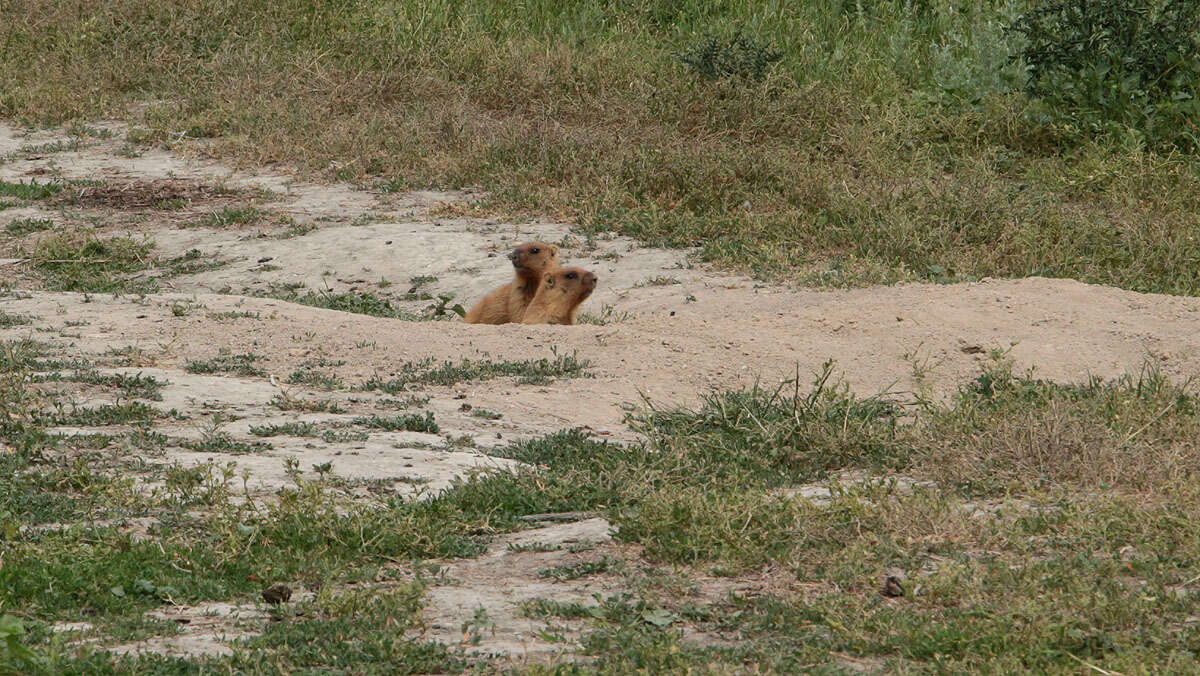 Image of Bobak Marmot