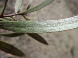 Image of Hakea eriantha R. Br.