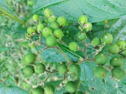 Image de Solanum umbellatum Mill.