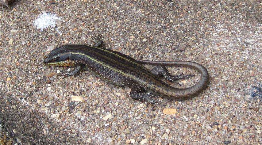 Image of Mulanje Skink