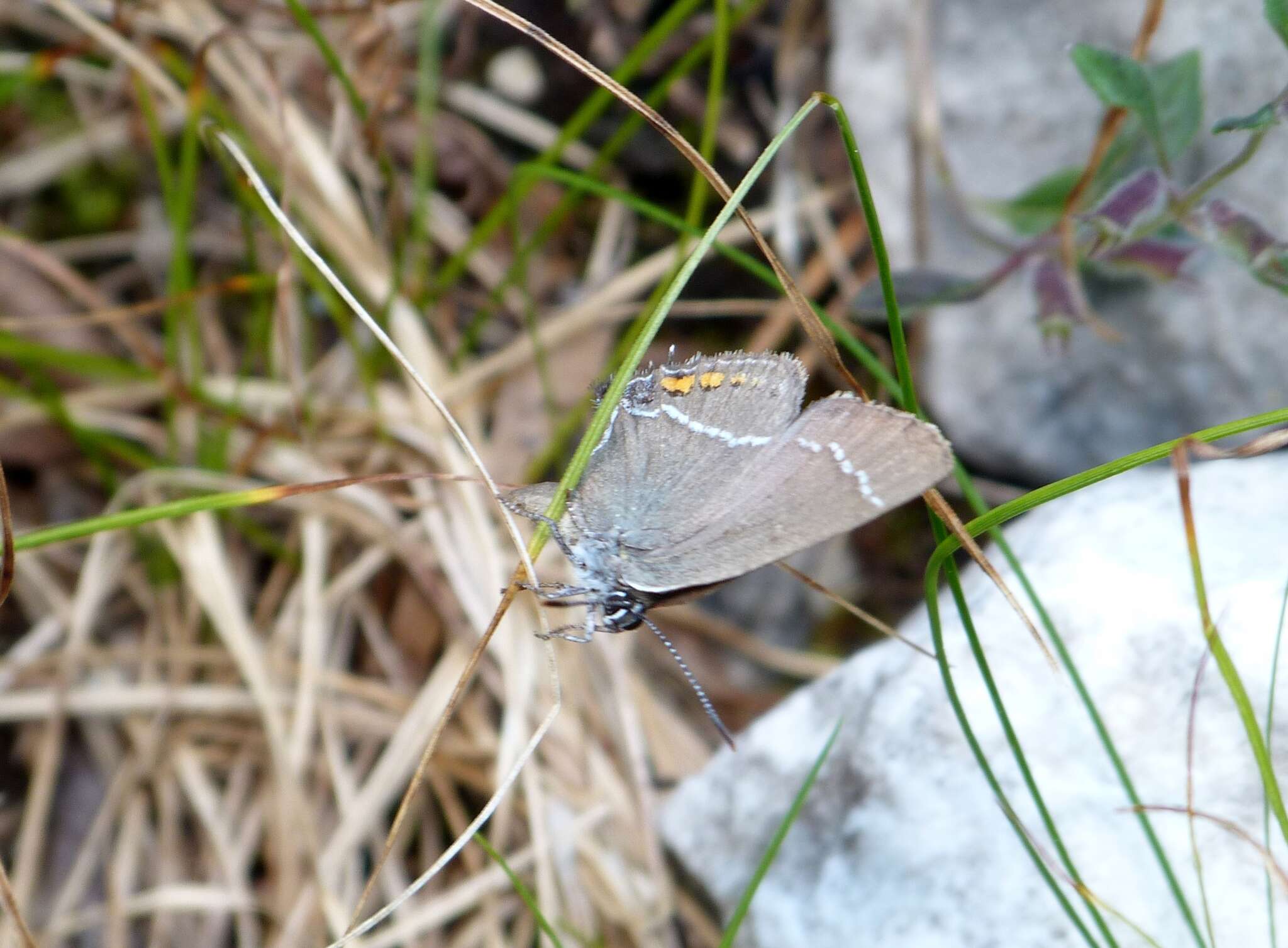 Satyrium spini (Denis & Schiffermüller 1775) resmi