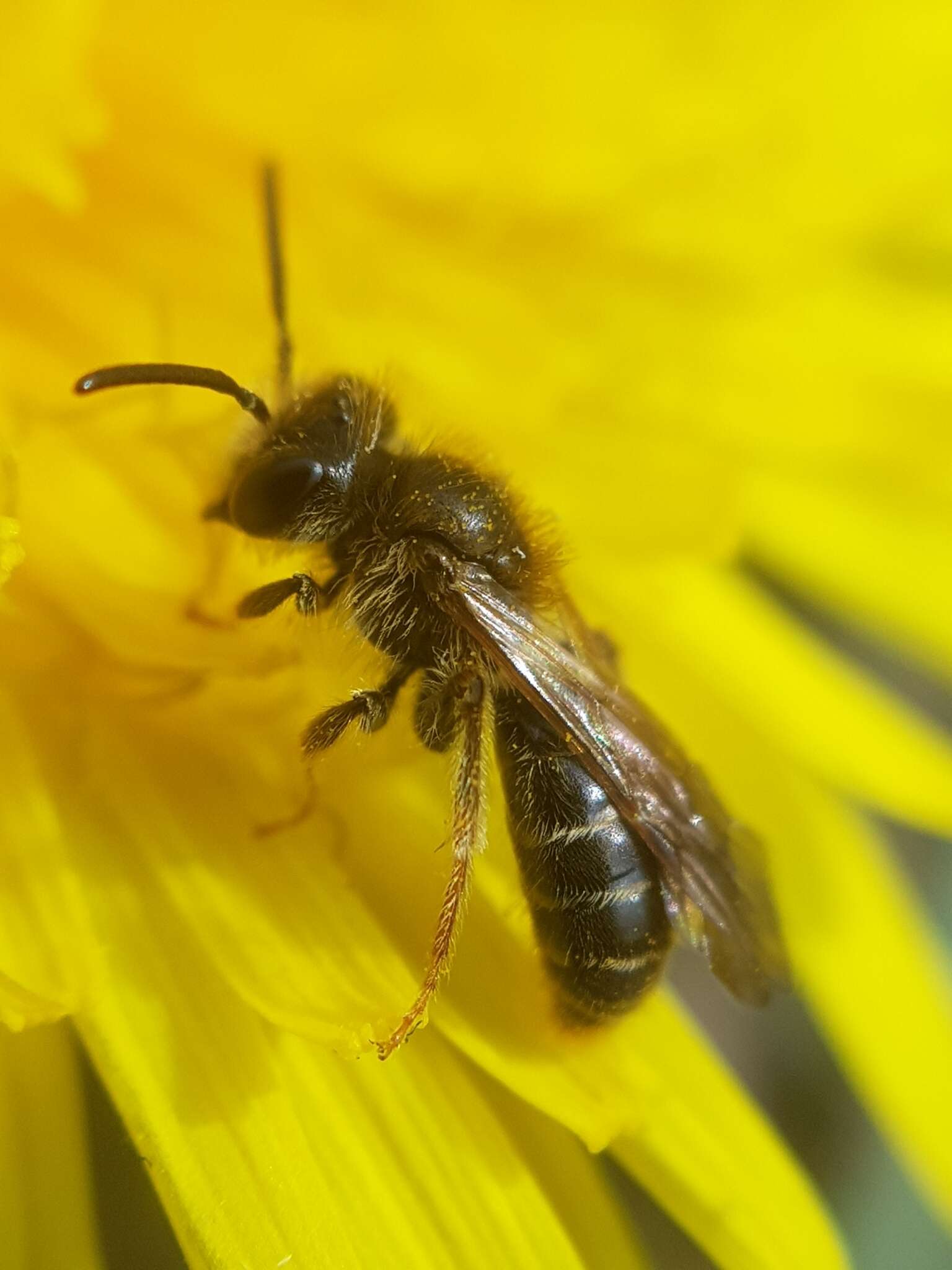 Image de Andrena chrysosceles (Kirby 1802)