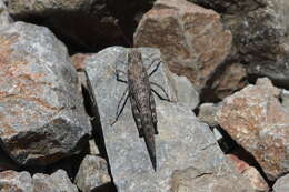 Image of Circotettix undulatus (Thomas & C. 1872)